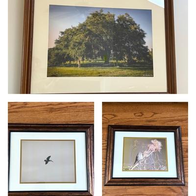Set of Three Framed Nature Photographs (LR-SF)