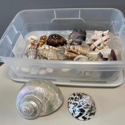 Beautiful large seashells