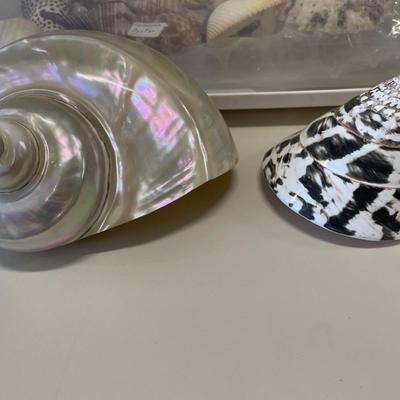 Beautiful large seashells