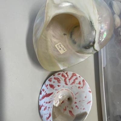 Beautiful large seashells