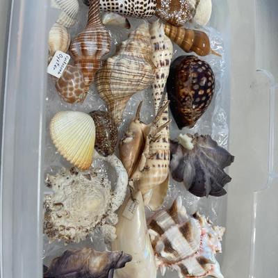 Beautiful large seashells