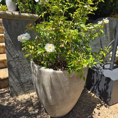 Concrete modern pots LARGE WHITE ROSES 