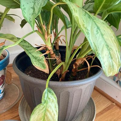 LOT 179: Pair of Live House Plants in Planters with Elephant and Bunny Planters