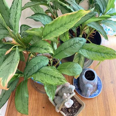 LOT 179: Pair of Live House Plants in Planters with Elephant and Bunny Planters