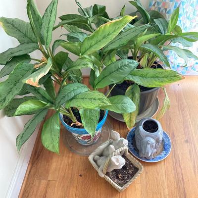 LOT 179: Pair of Live House Plants in Planters with Elephant and Bunny Planters