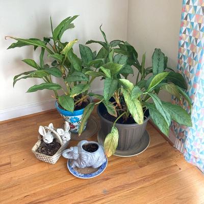 LOT 179: Pair of Live House Plants in Planters with Elephant and Bunny Planters