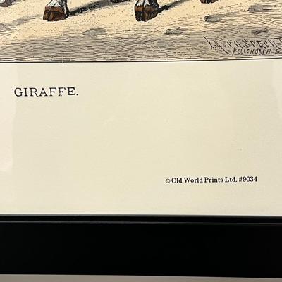 Old World Prints - Barbary Lion & Giraffe (BLR-RG)