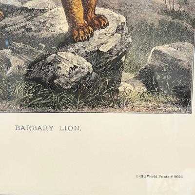 Old World Prints - Barbary Lion & Giraffe (BLR-RG)