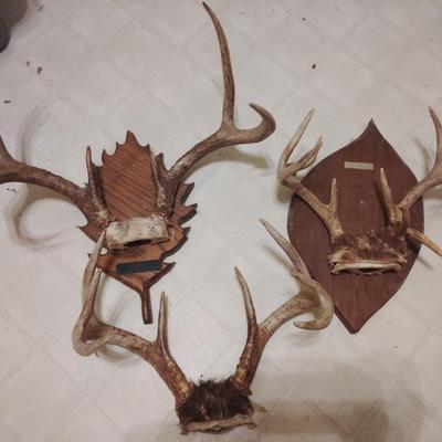 deer mounts
