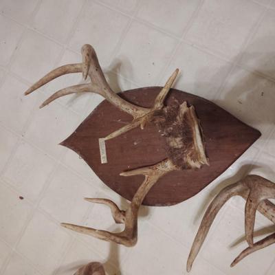 deer mounts
