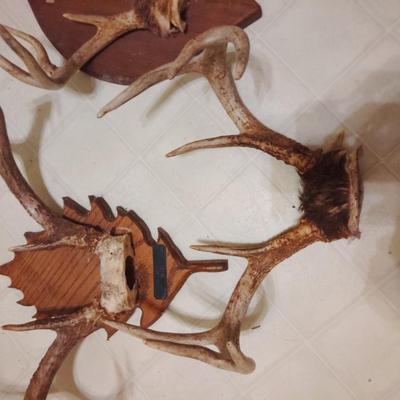 deer mounts