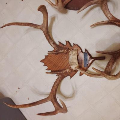 deer mounts