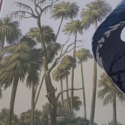 Louisiana Heron Framed Print (DR-KD)