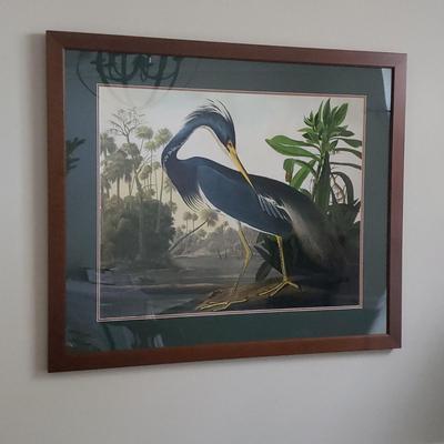 Louisiana Heron Framed Print (DR-KD)