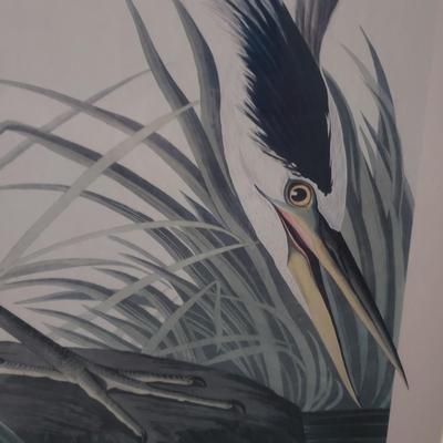 "Great Blue Heron" Print by J.J. Audubon (DR-KD)