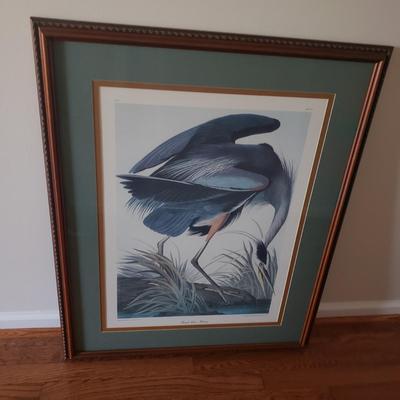 "Great Blue Heron" Print by J.J. Audubon (DR-KD)