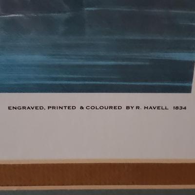 "Great Blue Heron" Print by J.J. Audubon (DR-KD)