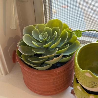 LOT 567K: Collection of Small Faux & Real Plants & Planters