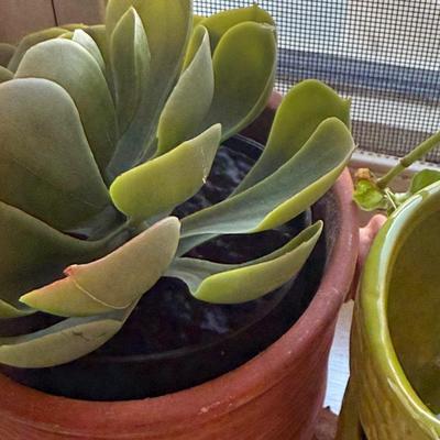 LOT 567K: Collection of Small Faux & Real Plants & Planters