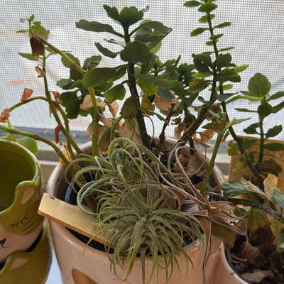 LOT 567K: Collection of Small Faux & Real Plants & Planters