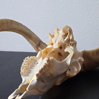 Cured Sheep or Goat Skull with horns attached