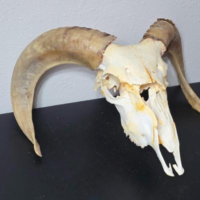 Cured Sheep or Goat Skull with horns attached
