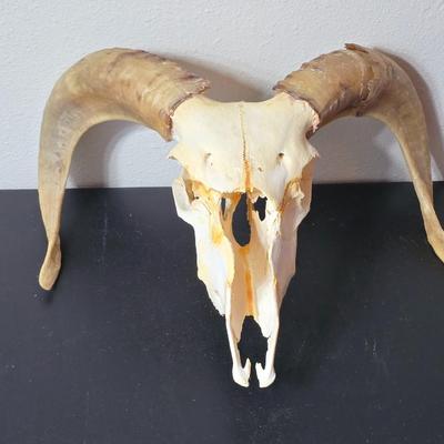 Cured Sheep or Goat Skull with horns attached