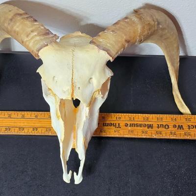 Cured Sheep or Goat Skull with horns attached