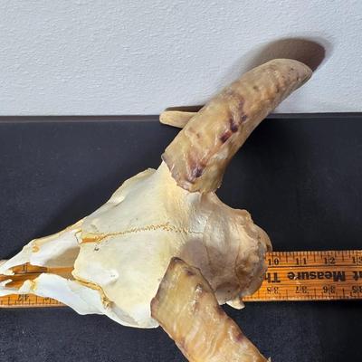 Cured Sheep or Goat Skull with horns attached