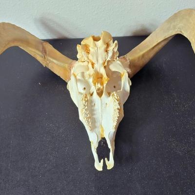 Cured Sheep or Goat Skull with horns attached