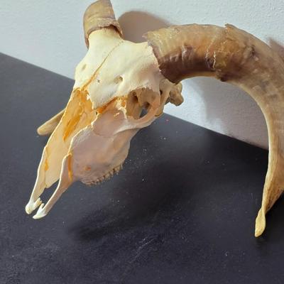 Cured Sheep or Goat Skull with horns attached