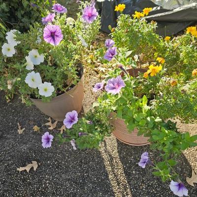 Sale Photo Thumbnail #818