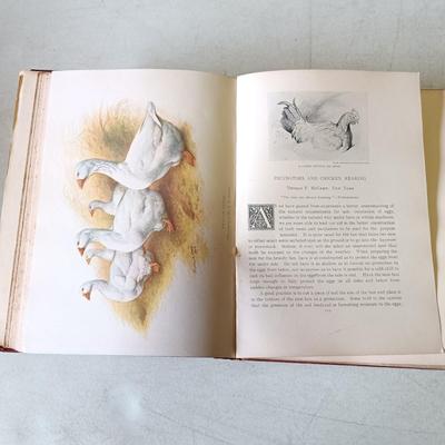 LOT 133: The Poultry Book 1904 Volumes I and II