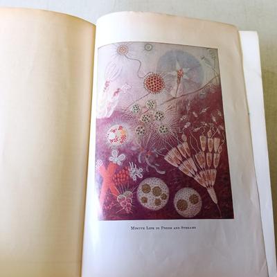 LOT 136: Golden Nature Guides, Webster's New World Dictionary 1963 & More