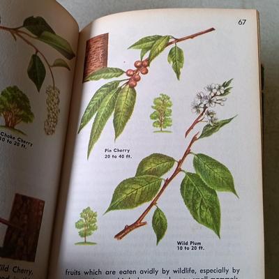 LOT 136: Golden Nature Guides, Webster's New World Dictionary 1963 & More