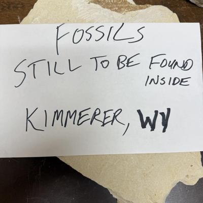 Sale Photo Thumbnail #351: Collected at a commercial quarry around the town of Kemmerer, Wyoming.  Approximately 50 million years ago during the Eocene period, three huge lakes covered parts of Southwest Wyoming. The fine grained sediments that collected at the bottom of these lake