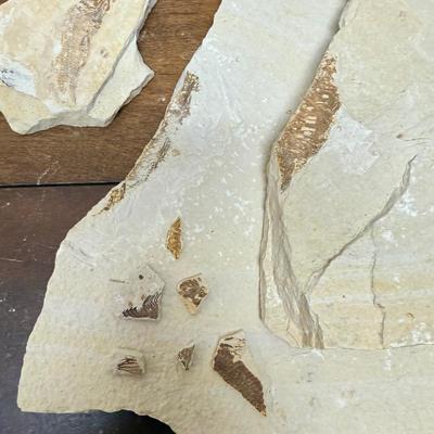 Sale Photo Thumbnail #347: Collected at a commercial quarry around the town of Kemmerer, Wyoming.  Approximately 50 million years ago during the Eocene period, three huge lakes covered parts of Southwest Wyoming. The fine grained sediments that collected at the bottom of these lake