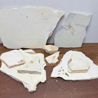 Sale Photo Thumbnail #343: Collected at a commercial quarry around the town of Kemmerer, Wyoming.  Approximately 50 million years ago during the Eocene period, three huge lakes covered parts of Southwest Wyoming. The fine grained sediments that collected at the bottom of these lake