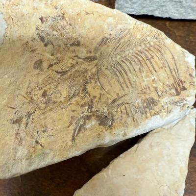 Sale Photo Thumbnail #349: Collected at a commercial quarry around the town of Kemmerer, Wyoming.  Approximately 50 million years ago during the Eocene period, three huge lakes covered parts of Southwest Wyoming. The fine grained sediments that collected at the bottom of these lake
