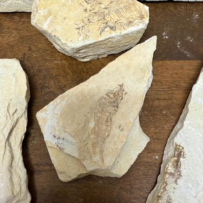 Sale Photo Thumbnail #344: Collected at a commercial quarry around the town of Kemmerer, Wyoming.  Approximately 50 million years ago during the Eocene period, three huge lakes covered parts of Southwest Wyoming. The fine grained sediments that collected at the bottom of these lake