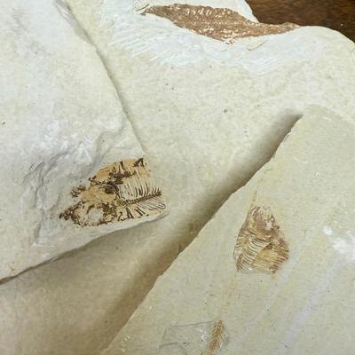 Sale Photo Thumbnail #345: Collected at a commercial quarry around the town of Kemmerer, Wyoming.  Approximately 50 million years ago during the Eocene period, three huge lakes covered parts of Southwest Wyoming. The fine grained sediments that collected at the bottom of these lake