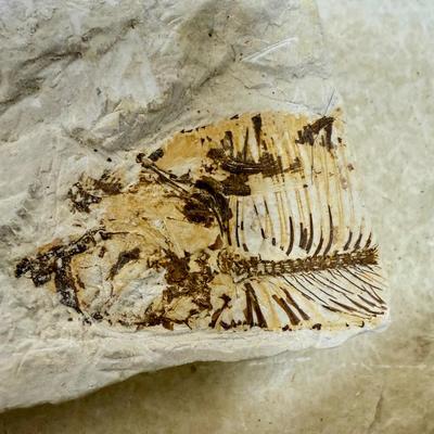 Sale Photo Thumbnail #350: Collected at a commercial quarry around the town of Kemmerer, Wyoming.  Approximately 50 million years ago during the Eocene period, three huge lakes covered parts of Southwest Wyoming. The fine grained sediments that collected at the bottom of these lake