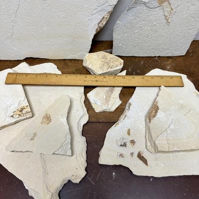 Sale Photo Thumbnail #348: Collected at a commercial quarry around the town of Kemmerer, Wyoming.  Approximately 50 million years ago during the Eocene period, three huge lakes covered parts of Southwest Wyoming. The fine grained sediments that collected at the bottom of these lake