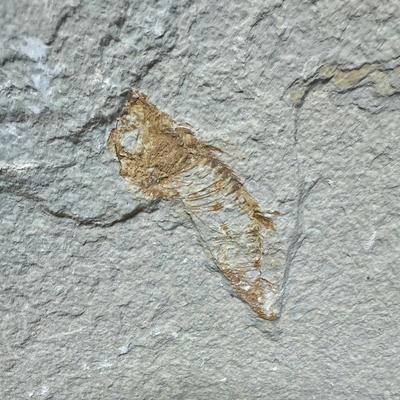 Sale Photo Thumbnail #346: Collected at a commercial quarry around the town of Kemmerer, Wyoming.  Approximately 50 million years ago during the Eocene period, three huge lakes covered parts of Southwest Wyoming. The fine grained sediments that collected at the bottom of these lake