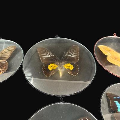 Sale Photo Thumbnail #452: These are mounted between two pieces of convex glass. Total of nine pieces. Measurement of largest: 7.5” Diameter. [RE]