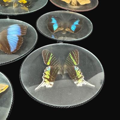 Sale Photo Thumbnail #454: These are mounted between two pieces of convex glass. Total of nine pieces. Measurement of largest: 7.5” Diameter. [RE]