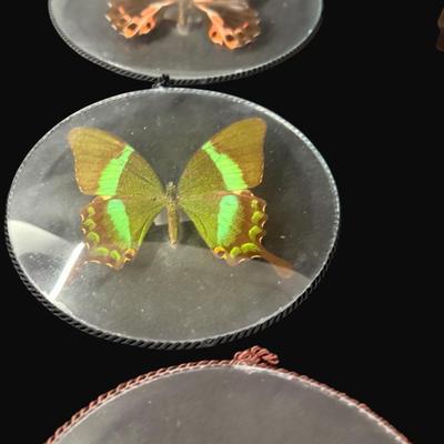 Sale Photo Thumbnail #453: These are mounted between two pieces of convex glass. Total of nine pieces. Measurement of largest: 7.5” Diameter. [RE]