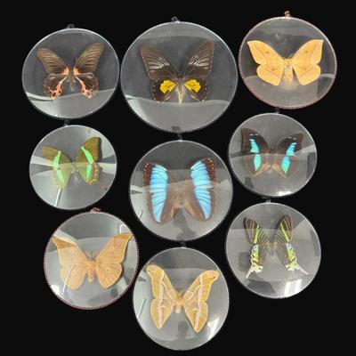 Sale Photo Thumbnail #451: These are mounted between two pieces of convex glass. Total of nine pieces. Measurement of largest: 7.5” Diameter. [RE]