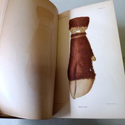 LOT 135: Hand-Body of Ready Reference 1897, Diseases of Cattle 1909, Louden Machinery Co. Catalog 1929 & World of Bees 1965