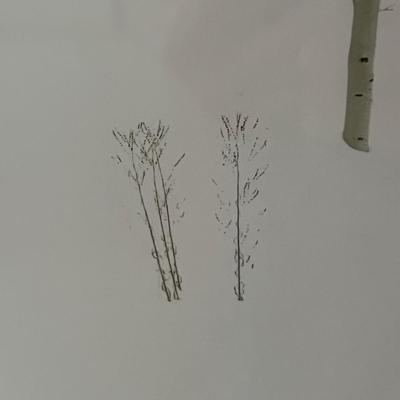 ‘Aspen Grove’ - Dick Cunningham Framed Photograph (BPR-RG)